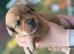 beautiful Multipom/terrier puppies beautiful