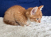 Beautiful ginger kitten