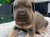 Cane corso pups