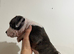 Staffy Puppies