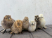 Silkie chicks lots of colours