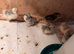 Lavender Pekin bantam chicks