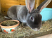 Rex rabbit mini