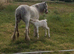 Blagdon mare with filly foal at foot