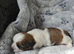 2 BEAUTIFUL SHIH-TZU PUPPIES LEFT .. MALE AND FEMALE
