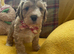 Cockapoo puppies- health tested - home reared