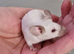 Baby Siamese mice for sale 6wls old