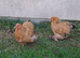Pekin Bantam Pullets & Cockerels