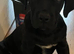 1 boy cane corso puppie.