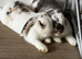 Pair of gorgeous mini lops