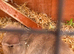 Lionhead & Lop Bunny Pair & Accessories Hutch