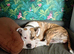 American bulldog Cross bitch