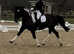 Schooling or competition livery