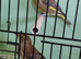 Pair of greenfich