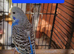 4 budgie chicks available &pound;40 each READ THE ADVERT