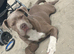 Cane corso x staffy