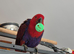 7  and half month old female eclectus parrot