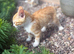 Colourful kittens