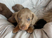 Miniature dachshund puppies