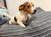 Boy Jack Russell puppy