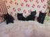 Mainecoon x kittens