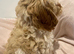 Quality Show Cockapoo Puppies reds and apricots