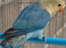YELLO DECINO/ VOILET PARBLUE/ GREEN FISHER