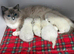 Ragdoll Kittens