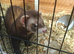 Polecat for sale