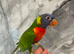 Handreared Lovely Rainbow Lorikeet Parrot,6