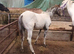 Quality foal few spot colt