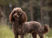 Brown toy poodle