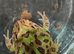 Pac-Man (Horned) Frog babies cb26