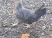 3 legbar hens and unrelated Cockerel