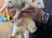 2Jill ferrets