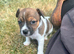 4 Jack Russell x Chihuahua puppies