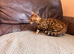 Bengal kittens