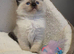 Gorgeous chunky ragdoll kittens