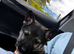 Princess the German shepherd