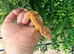 Super Dalmatian&rsquo;s Crested Geckos