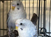 Black Wing Budgies