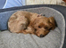 Cockapoo puppy