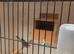 Owl finch