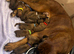 READY NOW, stunning litter