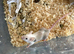 Fancy mice baby females