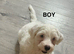 Puppies for sale