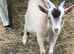 Dwarf dairy buck x golden guernsey