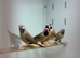 Jack finches