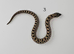 Western Hognose Babies (Various)