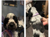 Blue roan cocker spaniels